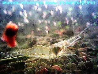  пресноводная аквариумная креветка в окружении дафний (на перднем плане на стекле моллюск красная катушка) -- фото автора 